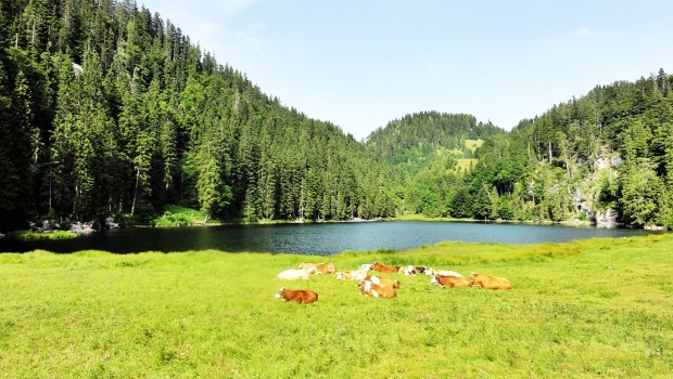 Der Taubensee - Die "Perle des Chiemgaus"