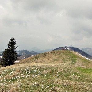 Die Gipfelebene des Lochner Horn