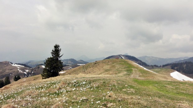 Die Gipfelebene des Lochner Horn