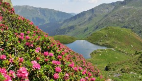 Alpenrosen am Unteren Wildalmsee