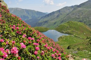 Alpenrosen am Unteren Wildalmsee