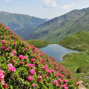 Alpenrosen am Unteren Wildalmsee