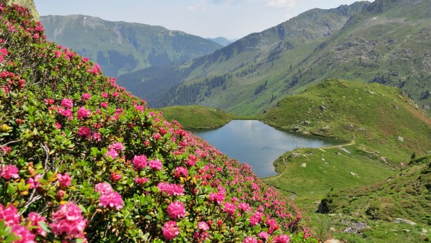 Alpenrosen am Unteren Wildalmsee